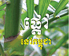 Rattan field guidebook cover