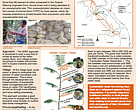Rattan supply chain