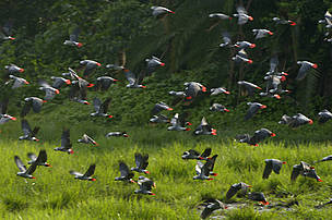African grey parrots in the Congo Basin / ©: David Rouge / ©: David Rouge