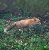  / &copy;: WWF-Canon / Vladimir FILONOV