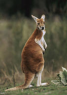  / &copy;: WWF-Canon / Martin HARVEY
