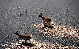 Red lechwe (Kobus leche leche) running across a floodplain; Okavango Delta, Botswana. / ©: Martin Harvey / WWF-Canon / ©: Martin Harvey / WWF-Canon