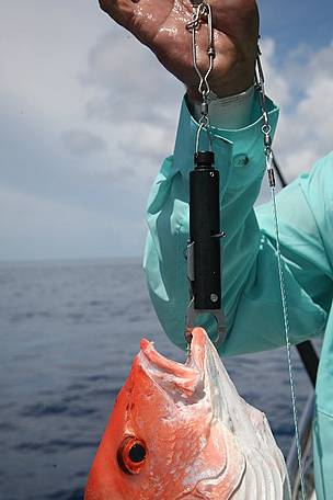 Red snapper wth Sea-Qualizer 2 / ©: G. Poveromo / ©: G. Poveromo