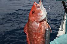 Red snapper wth Sea-Qualizer-Weight