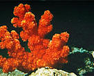 Red coral, Great Barrier Reef, Australia.