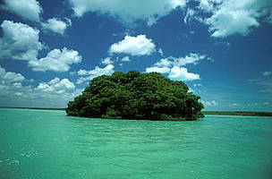 Red mangrove(Rhizophora mangle); Mangrove Cay, Chetumal Bay, Belize / ©: WWF-Canon / Anthony B. RATH / ©: WWF-Canon / Anthony B. RATH