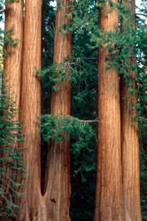 Giant redwood (Sequoiadendron giganteum). / ©: WWF-Canon / Edward PARKER / ©: WWF-Canon / Edward PARKER