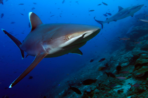 A white tip reef shark, Beqa lagoon, Fiji / ©: Brent Stirton / Getty Images / ©: Brent Stirton / Getty Images