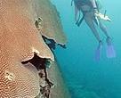 WWF Marine Officer, Sangeeta Mangubhai admires a large, and very old, porites coral that survived bleaching in Fiji's Kadavu.