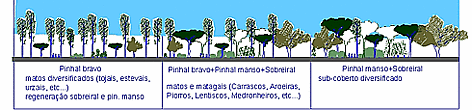 Extrait des plans de reboisement, prévus autour de la zone de développement de Mata de Sesimbra. / ©: WWF An extract from the plans to restore the degraded woodlands surrounding the planned development - ... rel=