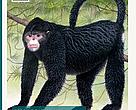 Wild Mekong - report cover