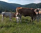 Maramures's brown cows are again becoming central to the local economic and ecological restoration. 