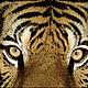 &copy; WWF