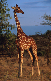  / &copy;: WWF-Canon / Martin HARVEY