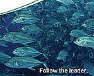 Follow the leader: Learning from experience and best practice in regional fisheries management organizations