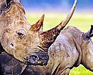 White Rhinoceros (<i>Ceratotherium simum</i>) female, Lake Nakuru National Park, Kenya.
