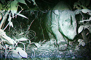 Borneo rhino caught on film. Kota Kinabalu, Malaysia.
/ ©: Stephen Hogg / WWF-Malaysia / ©: Stephen Hogg / WWF-Malaysia