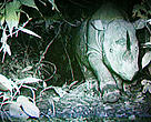 Borneo rhino caught on film. Kota Kinabalu, Malaysia.
