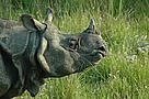 Chitwan National Park is home to the second largest population of greater one horned rhinoceros. / ©: Vivek Raj Maurya / ©: Vivek Raj Maurya