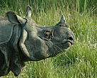 Chitwan National Park is home to the second largest population of greater one horned rhinoceros. 