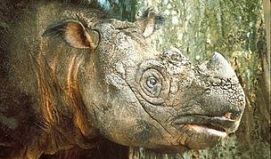 Sumatran Rhinoceros (Dicerorhinus sumatrensis) / ©: S. Hogg/WWF-Malaysia / ©: S. Hogg/WWF-Malaysia