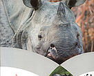 Cover of Rhino Action Plan