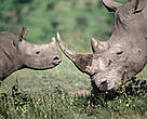 Rhino horn from Africa is highly prized in traditional Asian medicine.