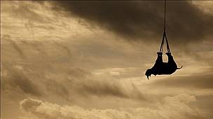 Black rhino being transported by helicopter to an awaiting land vehicle. The helicopter trip lasts ... / ©: Michael Raimondo / WWF / ©: Michael Raimondo / WWF