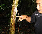 A rhino horn mark is discovered