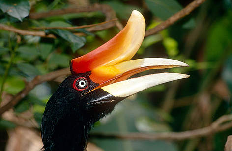 Rhinoceros hornbill, Kalimantan, Indonesia. / ©: WWF-Canon / Alain COMPOST Rhinoceros hornbill, Kalimantan, Indonesia. rel=