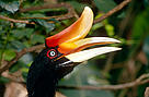 Rhinoceros hornbill, Kalimantan, Indonesia. / ©: WWF-Canon / Alain COMPOST Rhinoceros hornbill, Kalimantan, Indonesia. / ©: WWF-Canon / Alain COMPOST
