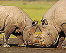 Black rhinos(<i>Diceros bicornis</i>) locking horns in Kenya's Lake Nakuru National Park.