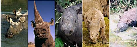 The 5 rhino species in Africa and Asia. Left to right: Greater one-horned rhino; black rhino; ... rel=