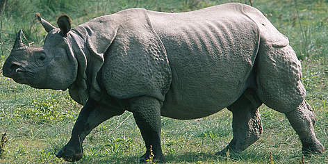  / &copy;: Jeff FOOTT / WWF-Canon