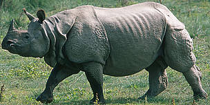 Indian rhinoceros; Chitwan National Park, Terai Arc Landscape / ©: Jeff FOOTT / WWF-Canon / ©: Jeff FOOTT / WWF-Canon