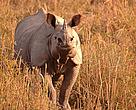 An adult rhino in Pobitora Wildlife Sanctuary, Assam 
