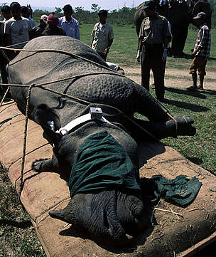 Darted and radio-collared greater one-horned rhinoceros, to be translocated from Royal Chitwan ... / ©: Michel Gunther / WWF-Canon / ©: Michel Gunther / WWF-Canon