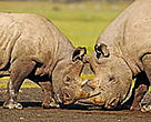 Black rhinoceros populations in southern Africa are trying to recover after decades of poaching.