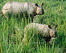 Nepal's Royal Chitwan National Park is home to one of the largest remaining populations of the greater one-horned rhino.