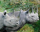 The number of black rhinos has gradually increased to around 3,600.