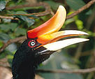 Rhinoceros hornbill (Buceros rhinoceros). / ©: WWF-Canon / Alain COMPOST Rhinoceros hornbill (<i>Buceros rhinoceros</i>). / ©: WWF-Canon / Alain COMPOST