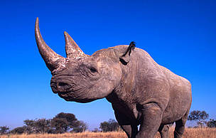 A black rhinoceros (Diceros bicornis) in Zimbabwe. / ©: WWF-Canon / Martin Harvey / ©: WWF-Canon / Martin Harvey
