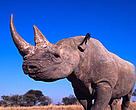 A black rhinoceros (<i>Diceros bicornis</i>) in Zimbabwe.