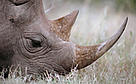 Black rhinoceros in Kenya's Nairobi National Park. Rhino horns are highly valuable in the ... / ©: WWF-Canon / Michel Gunther / ©: WWF-Canon / Michel Gunther