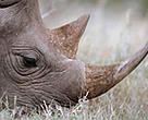 Black rhinoceros in Kenya's Nairobi National Park. Rhino horns are highly valuable in the international wildlife trade.