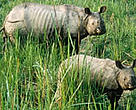 Greater one-horned rhino female and young, Royal Chitwan National Park, Nepal.