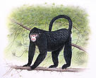 While this species, sporting an Elvis-like hairstyle, is new to science, the local people of Myanmar know it well. Scientists first learned of “Snubby” - as they nicknamed the species - from hunters in Myanmar’s forested, remote, and mountainous (Himalayan) Kachin state in early 2010. This illustration is the only representation of a scientifically observed specimen to date.