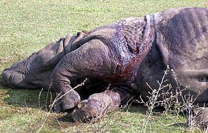Dead Indian rhino on the ground / &copy;: WWF