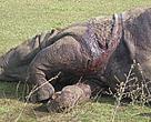 Rhino recently killed in Chitwan