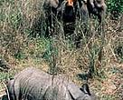 Darted rhinoceros, translocated from Nepal's Royal Chitwan National Park to Royal Bardia National Park in 2002.<BR>